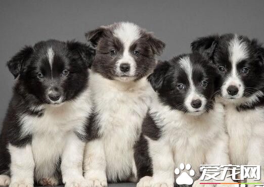 邊境牧羊犬幼犬尾巴特征 幼犬尾巴特征
