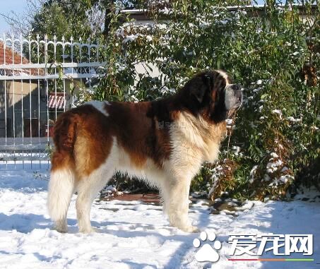 養聖伯納犬費用高嗎 食物的支出占很大一部分