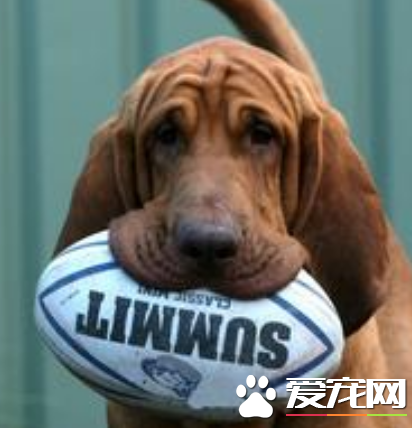 辨認純種尋血獵犬 皮膚的質地薄非常松弛