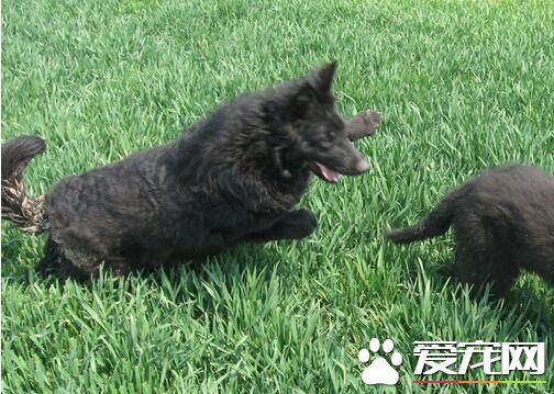 比利時牧羊犬咬人嗎 比利時牧羊犬性格特點