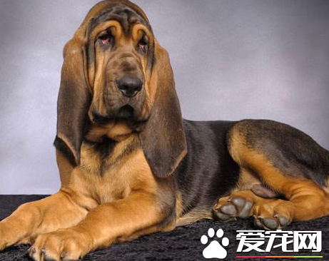 辨認純種尋血獵犬 皮膚的質地薄非常松弛