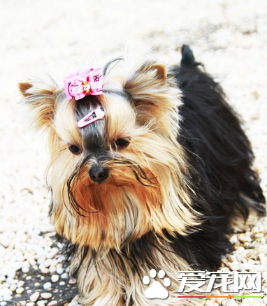 辨別約克夏純種 約克夏是一種活潑的狗狗