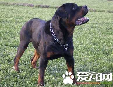 辨別羅威納犬 什麼才是純種德系的羅威納