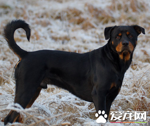 辨別羅威納犬 什麼才是純種德系的羅威納
