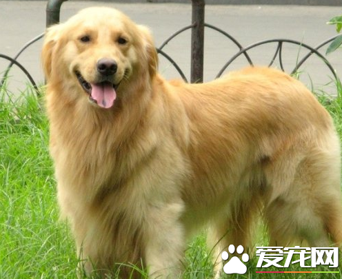 辨別金毛尋回犬好壞 金毛犬的頭顱有兩個特點
