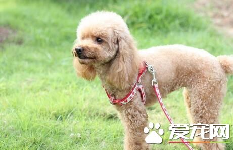 辨別純種泰迪犬 先觀察其父母的情況