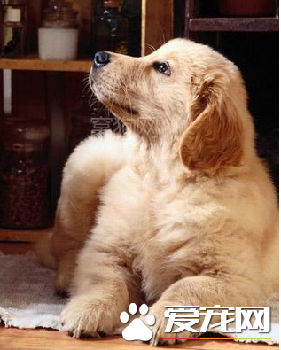 辨別金毛尋回犬好壞 金毛犬的頭顱有兩個特點