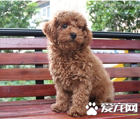 辨別純種泰迪犬 先觀察其父母的情況