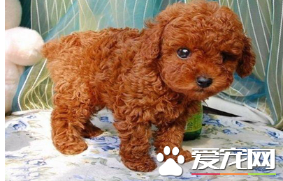 辨別純種泰迪犬 先觀察其父母的情況