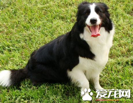 邊牧跟澳洲牧羊犬區別 邊牧和澳牧的區分