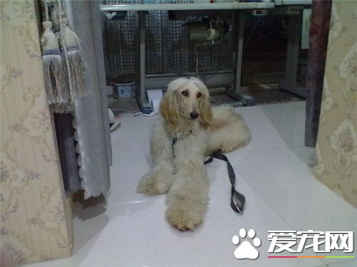 阿富汗獵犬溫順麼 阿富汗獵犬性情溫順善良