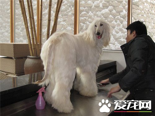 阿富汗獵犬溫順麼 阿富汗獵犬性情溫順善良