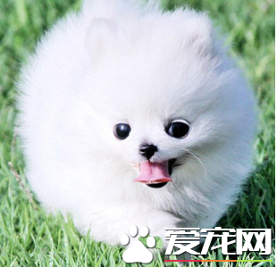 博美犬最佳配種 博美交配的注意事項