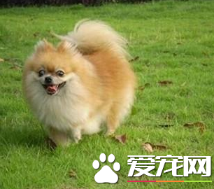 博美犬最佳配種 博美交配的注意事項