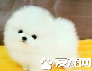 博美犬最大多大 博美最大能長到3斤左右