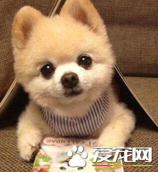 博美犬注意事項 給博美犬喝適於飲用的冷水