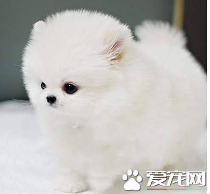 博美犬注意事項 給博美犬喝適於飲用的冷水
