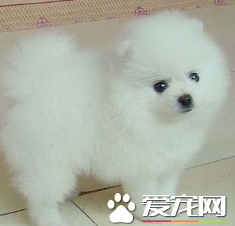 博美犬智商能達到幾歲 智商有3到4歲小孩