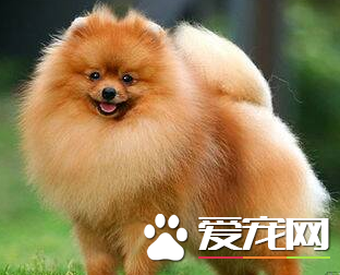博美犬智商 博美在犬類裡算是較高的