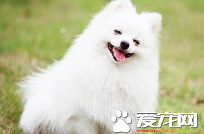 博美犬智商 博美在犬類裡算是較高的
