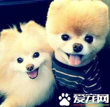 博美犬怎麼修剪 博美犬梳理被毛的方法