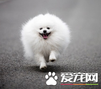 博美犬怎麼修剪 博美犬梳理被毛的方法