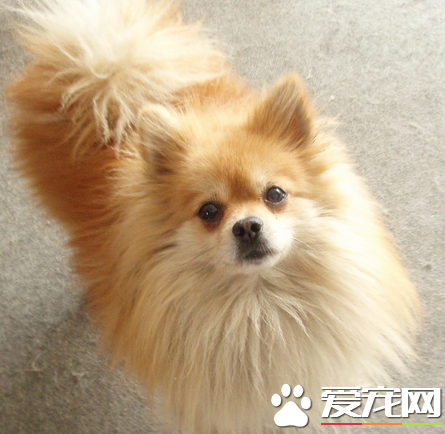 博美犬幼犬狗糧 博美幼犬吃哪種狗糧比較好
