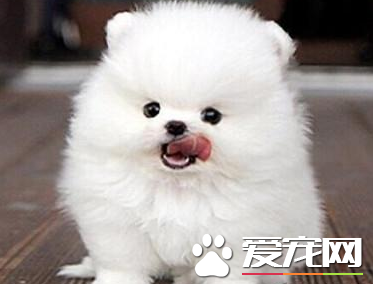 博美犬幼犬狗糧 博美幼犬吃哪種狗糧比較好