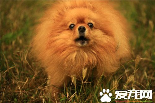 博美犬的叫聲 聲音也較成年狗狗更清脆尖利