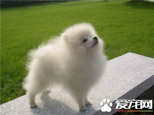 博美犬吃米飯嗎 米飯吃多了狗狗會難受的