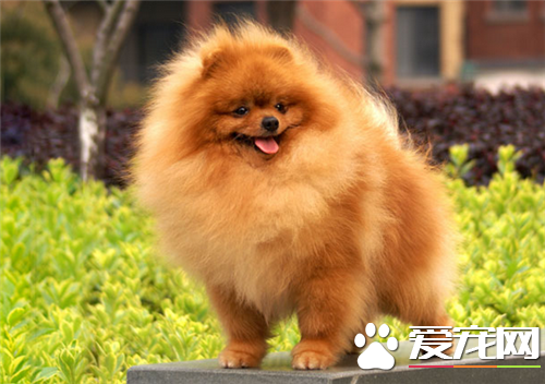 博美犬吃米飯嗎 米飯吃多了狗狗會難受的
