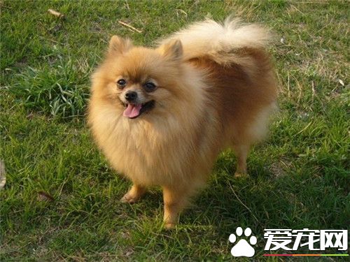 博美犬的叫聲 聲音也較成年狗狗更清脆尖利