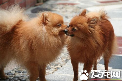 博美犬的叫聲 聲音也較成年狗狗更清脆尖利