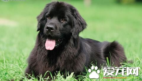 養紐芬蘭犬還是伯恩山犬好 紐芬蘭犬脾氣好