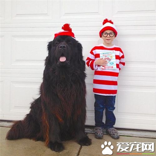 養紐芬蘭犬還是伯恩山犬好 紐芬蘭犬脾氣好
