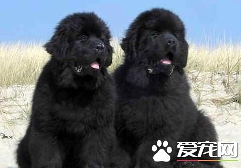 養紐芬蘭犬還是伯恩山犬好 紐芬蘭犬脾氣好