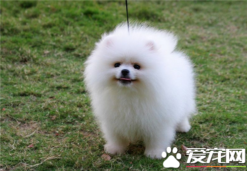 博美犬吃米飯嗎 米飯吃多了狗狗會難受的