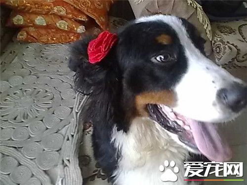 伯恩山犬智商排名 伯恩山犬智商在第22位