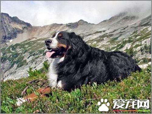 伯恩山犬智商第幾 伯恩山犬智商排名第22位