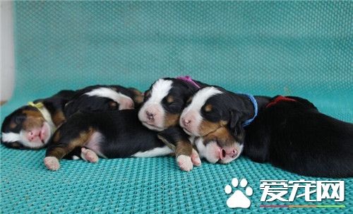 伯恩山犬智商第幾 伯恩山犬智商排名第22位