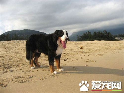 伯恩山犬怎樣養 伯恩山犬一年驅蟲幾次