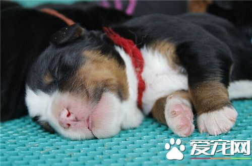 伯恩山犬怎樣養 伯恩山犬一年驅蟲幾次