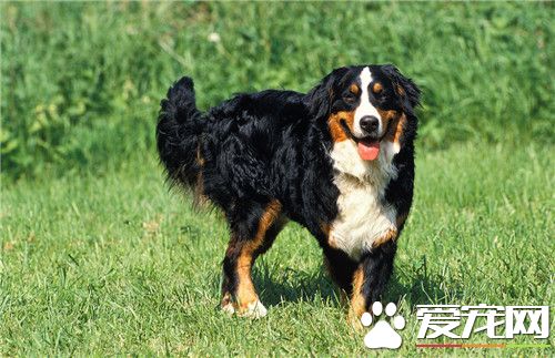 伯恩山犬怎樣養 伯恩山犬一年驅蟲幾次
