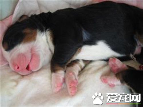 伯恩山犬怎麼看好壞 成犬和幼犬的選購方法