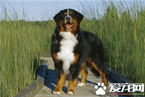 伯恩山犬怎麼看好壞 成犬和幼犬的選購方法