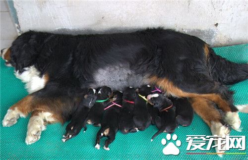 伯恩山犬怎麼看好壞 成犬和幼犬的選購方法