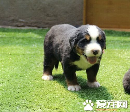 伯恩山犬優缺點 智商高是伯恩山犬的最大優點