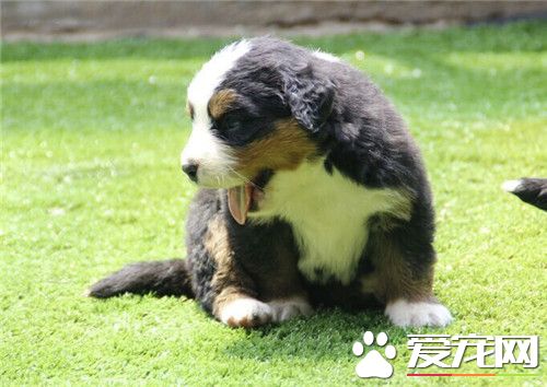 伯恩山犬優缺點 智商高是伯恩山犬的最大優點