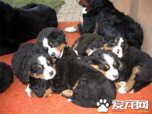 伯恩山犬優缺點 智商高是伯恩山犬的最大優點