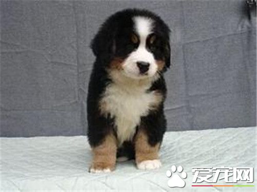伯恩山犬一年交配幾次 母犬6到8個月發情一次